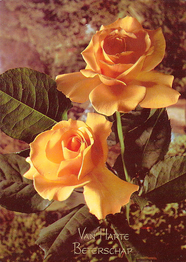 1953