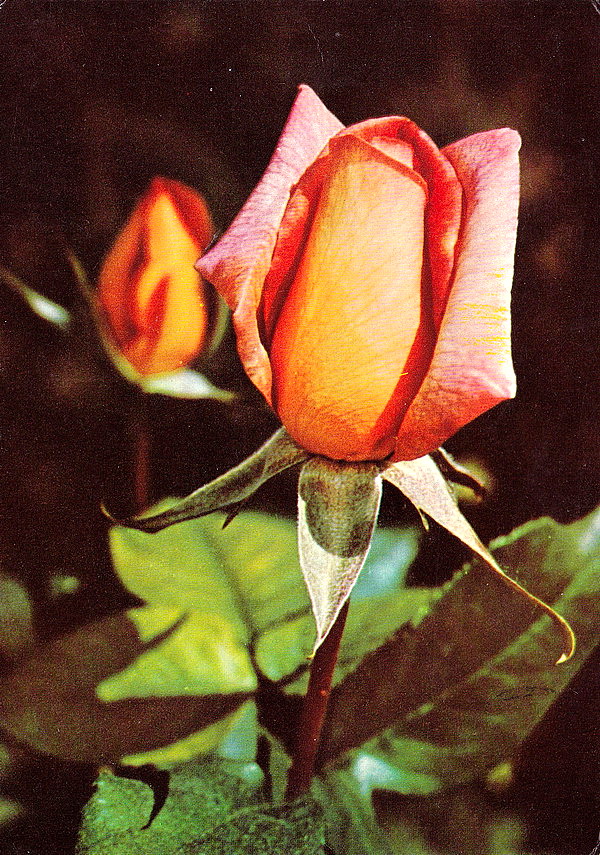 1954